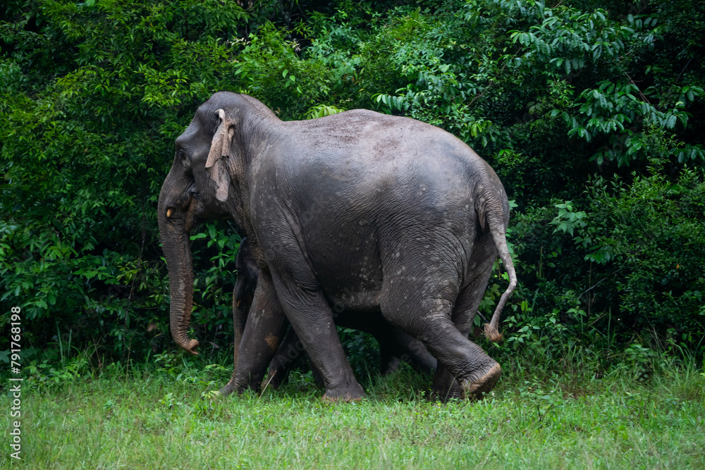 Wild elephants are enjoying the rain in Khao Yai National Park