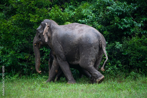 Wild elephants are enjoying the rain in Khao Yai National Park