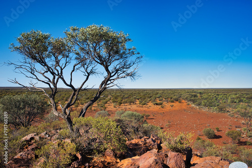 The vast expanse of the outback in the mid west of Western Australia, Meekatharra area. Vast wilderness with open forest, tree in the foreground
 photo