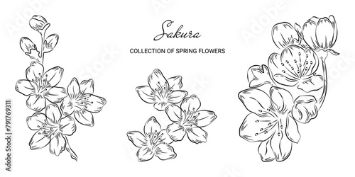 Set of spring sakura flowers in doodle style. Trendy botanical elements on a white background and without. Sketch of a blooming cherry. Wedding elegant Japanese cherry for invitation save date card. 