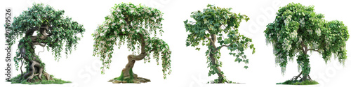 Trailing lily creeper tree   Hyperrealistic Highly Detailed Isolated On Transparent Background Png File