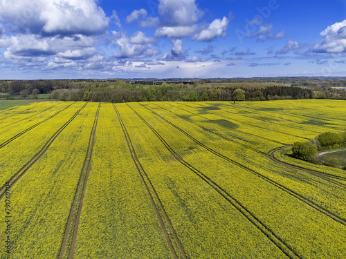 rapeseed field in spring