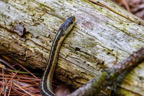 While hiking Letchworth State Park in NY, what I thought was 2 sticks laying on a dead tree was actually one stick and a large Garter Snake.  Snake slithering over a fallen tree in Spring.