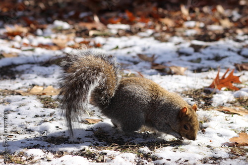 a squirrel on the ground with snow around him and it's legs touching the photo