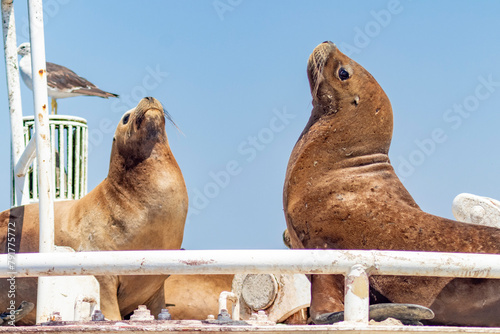 sea lions on the high seas