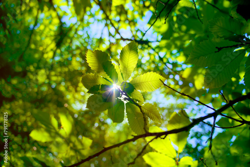 View from below a chestnut tree in summer
