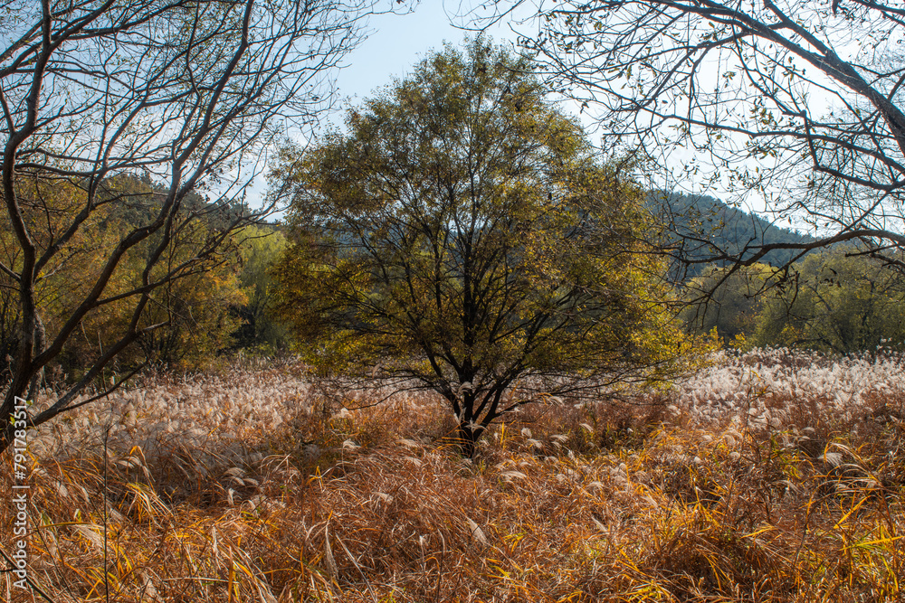 Fototapeta premium 한국의 숲, 늪, 자연, 농사