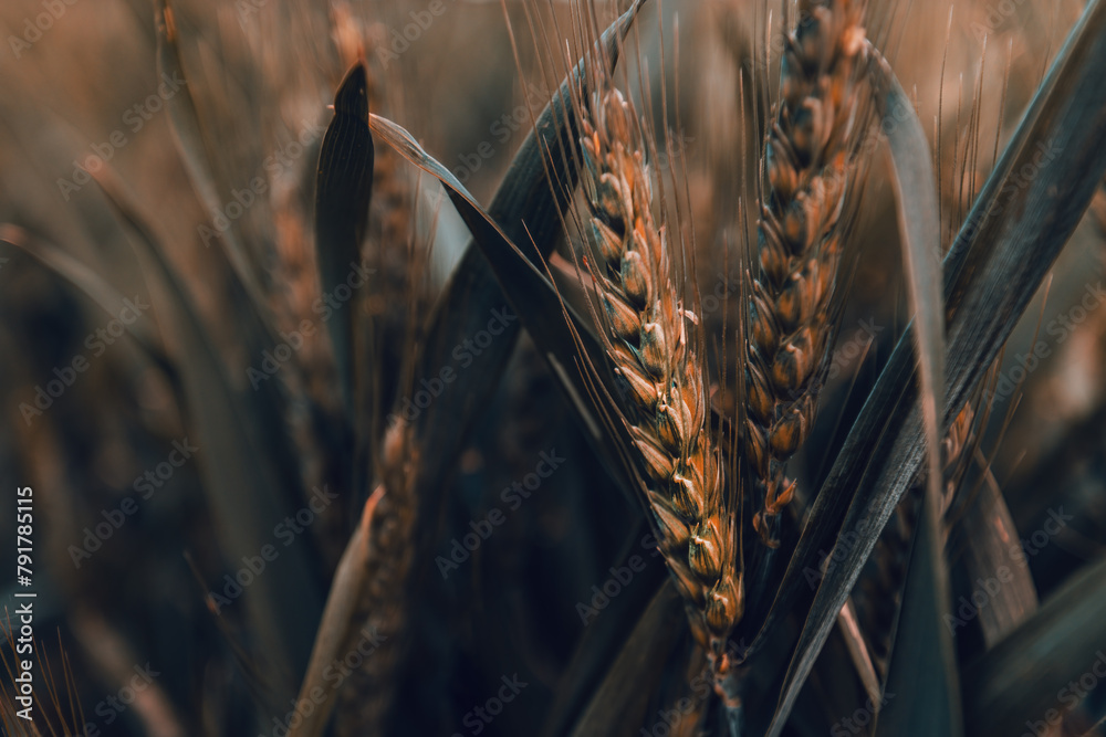 Obraz premium Unripe ear of wheat in field, close up