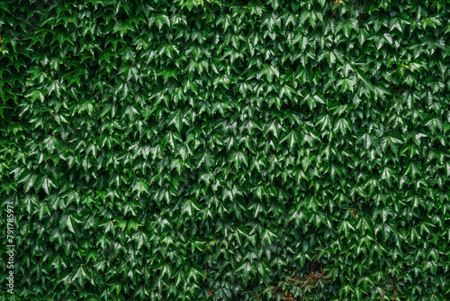 Boston ivy creeping plant growing against the building wall photo