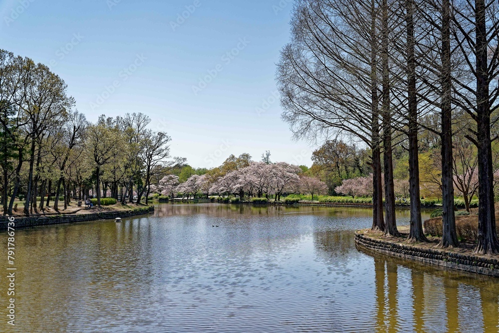 Fototapeta premium 桜の咲く公園