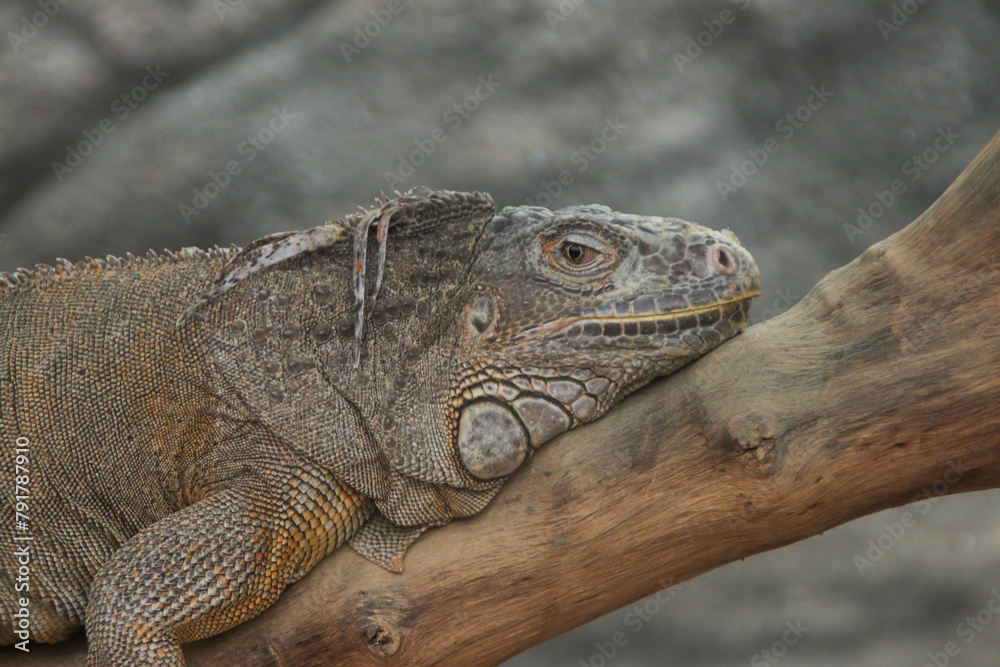 Fototapeta premium Iguana on tree, closeup