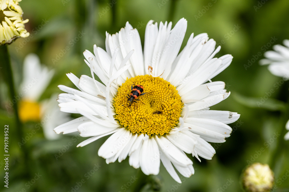 Fototapeta premium Trichodes apiarius beetle orange and black on chamomile flower