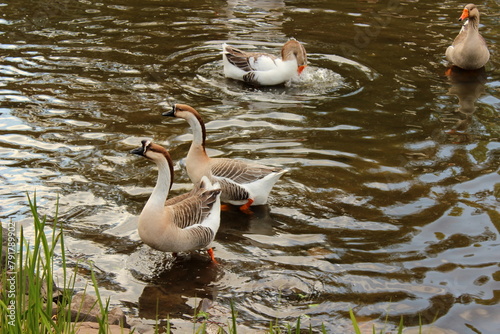 afrikanische Höckergans, African Goose