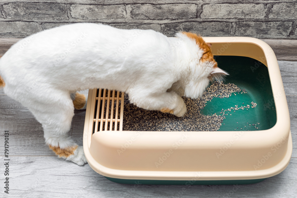 cat burying poop in the cat litter box Stock Photo Adobe Stock