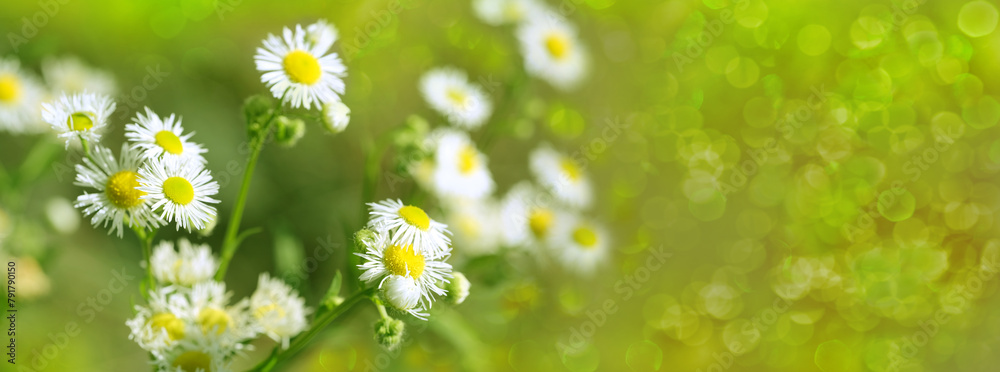 Wild Flower Matricaria Chamomilla, Matricaria Recutita, Chamomile in meadow, White summer flowers in pasture, natural panoramic background with green summer field