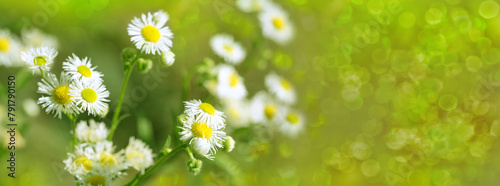 Wild Flower Matricaria Chamomilla, Matricaria Recutita, Chamomile in meadow, White summer flowers in pasture, natural panoramic background with green summer field photo