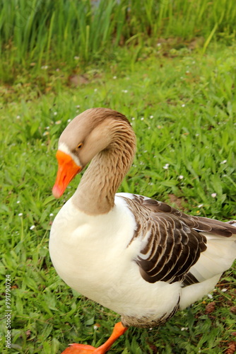 Graugans, Gans, Gänse photo