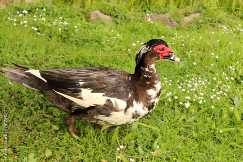 Warzenente, Moschusente, Ente, Cairina photo