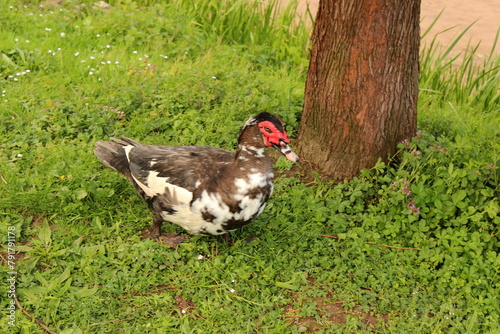 Warzenente, Moschusente, Ente, Cairina photo