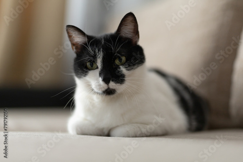 Beautiful black and white cat with yellow eyes is lying on a beige sofa