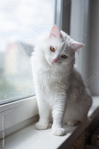 Portrait of curious white cat sits on window sill. Fluffy pet at home. Domestic animal on vertical banner with copy space.