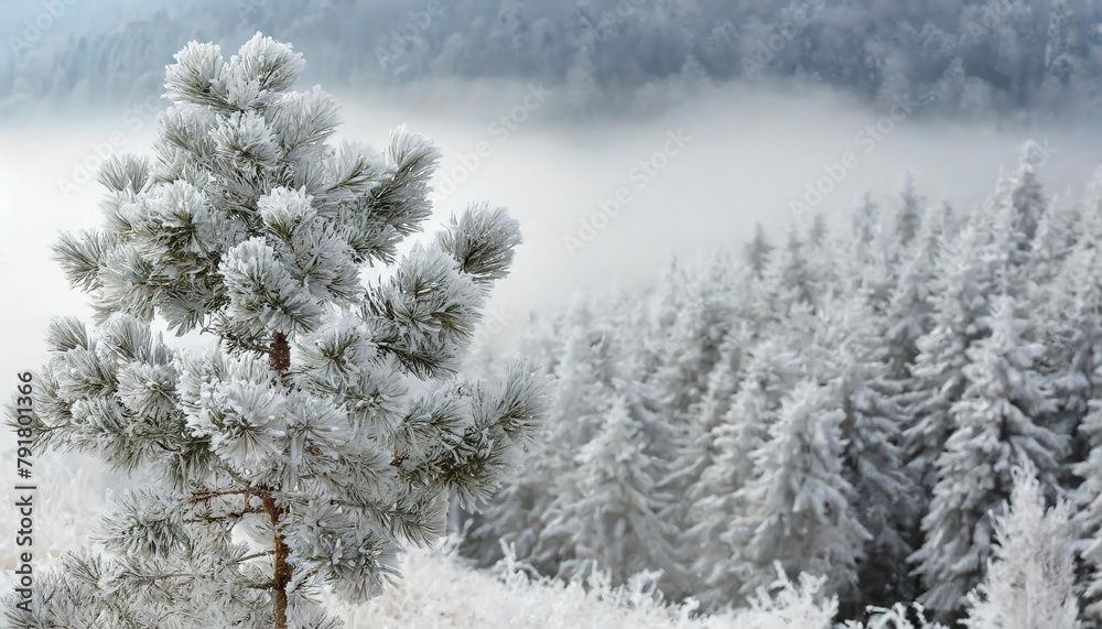 Snow covered pine tree in the mountains on a foggy winter day Snow covered pine tree in the mountains on a foggy winter day