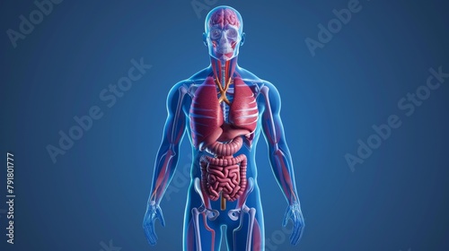 Diagram of the Muscular System for Medical Education. Modern illustration. photo