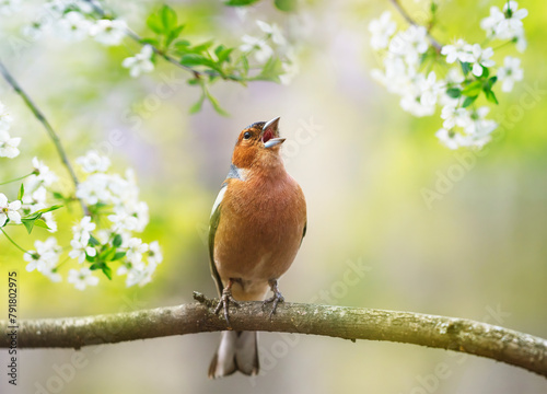a beautiful bright bird, a male finch sits on a branch in a spring blooming cherry orchard and sings loudly