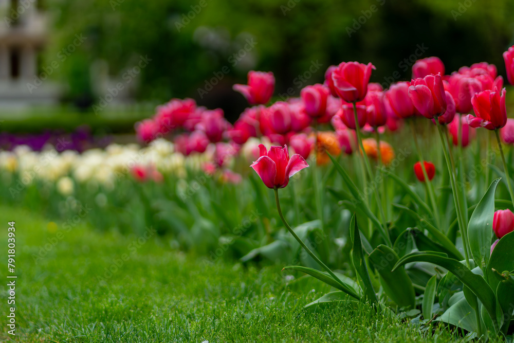 Tulips blossom in a green meadow Tulips blossom in a green meadow