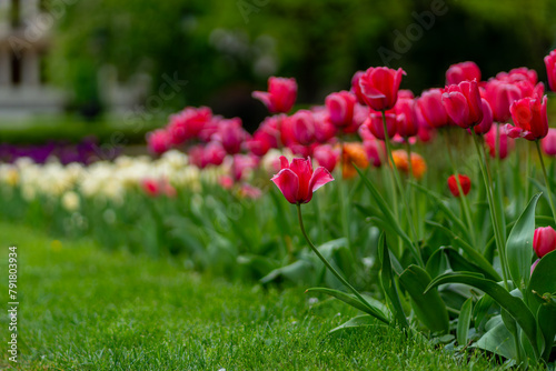 Tulips blossom in a green meadow