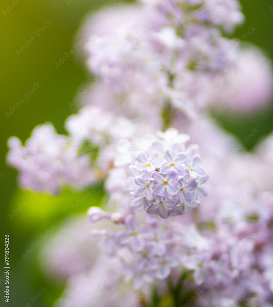 a small lila bush with white flowers on top and a green background a small lila bush with white flowers on top and a green background