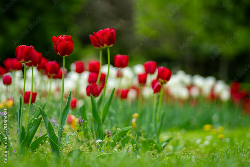 Fototapeta premium Tulips blossom in a green meadow