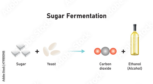 Sugar Fermentation. Alcohol Production by Yeast and Sugar Scientific Design. Vector Illustration.