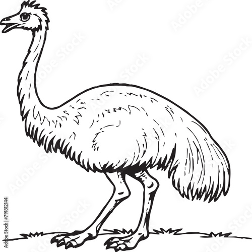 Emu bird coloring pages for coloring book photo