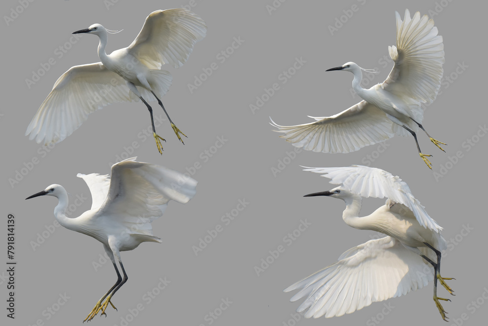 Obraz premium White heron Little Egret or Egretta garzetta freedom life flying on white background for create the best new work