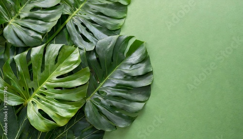 large tropical leaves of some kind of palm tree on a green background
