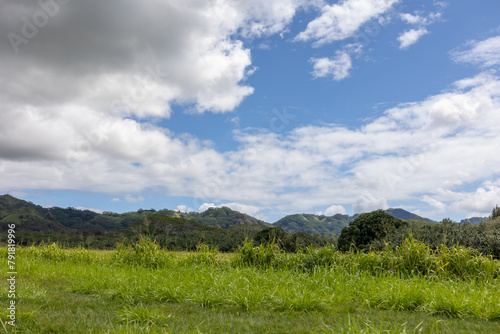 Kauai Hawaii Dense Forest Coverage on Road Side, Summer Landscape, Kauai Mountains