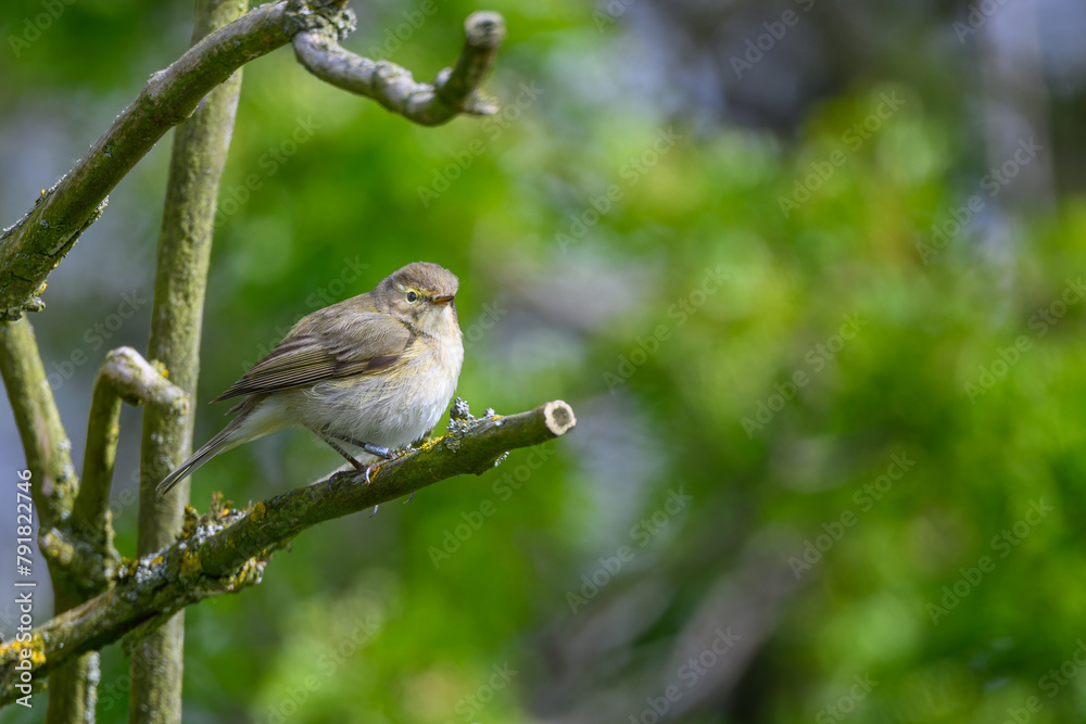 Chiffchaff, Phylloscopus collybita, perched on a tree branch