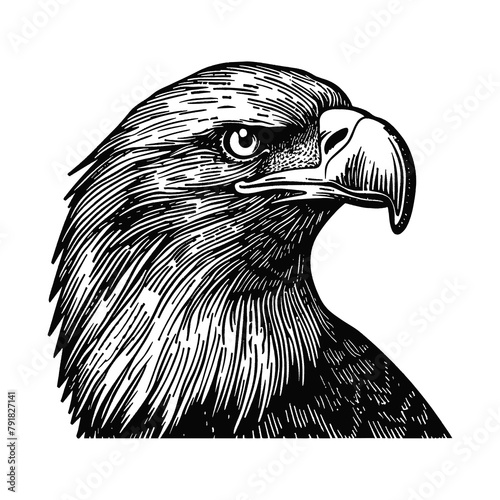 bald eagle engraving black and white outline