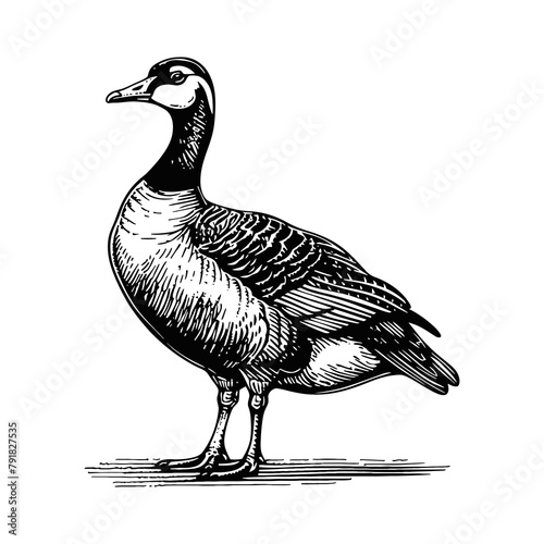 goose engraving black and white outline