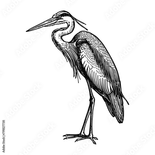 heron engraving black and white outline