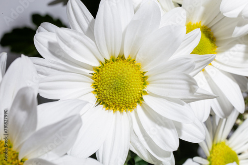 White daisy flower isolated on a white background.