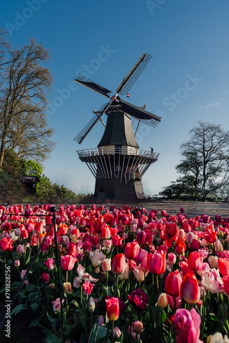 Keukenhof, tulip season, the netherlands