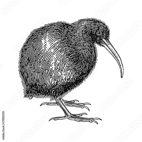 kiwi bird engraving black and white outline