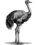 ostrich engraving black and white outline