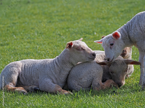 Schafe und Lämmer auf dem Deich © Werner