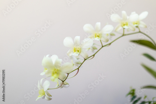 Beautiful Orchid flower blooming in garden floral background