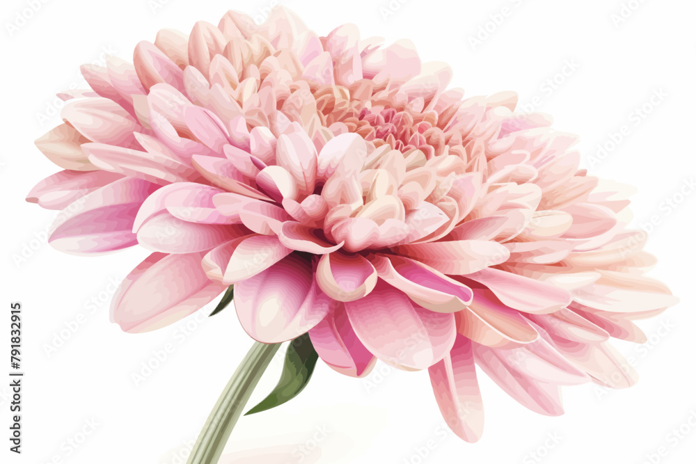 a pink flower with a green stem on a white background
