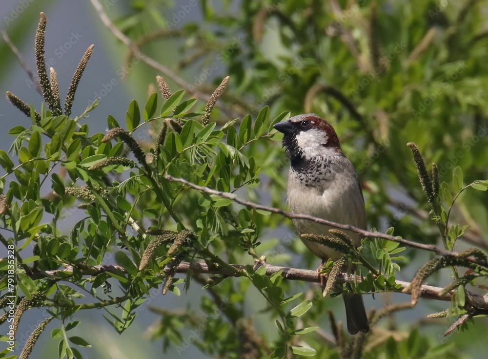 Obraz premium House Sparrow on branch, Passer domesticus, birds of Montenegro
