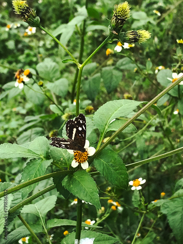 Mariposa posada en las flores de la planta Bidens pilosa photo